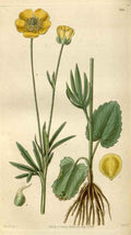 Vintage Victorian Retro Biological Flowers 494985 A4 Photo Print