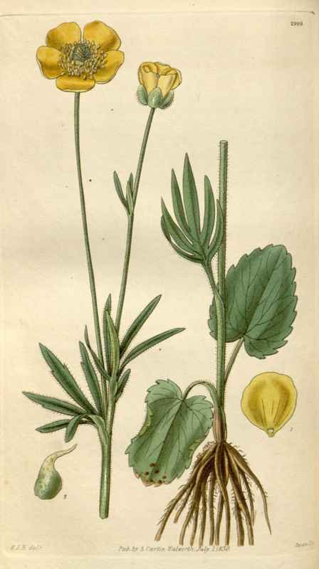 Vintage Victorian Retro Biological Flowers 494985 A4 Photo Print