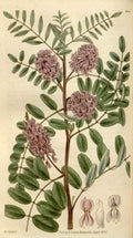 Vintage Victorian Retro Biological Flowers 494988 A4 Photo Print