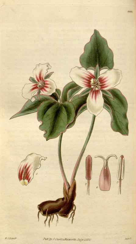 Vintage Victorian Retro Biological Flowers 494994 A4 Photo Print