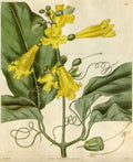 Vintage Victorian Retro Biological Flowers 495022 A4 Photo Print