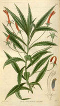 Vintage Victorian Retro Biological Flowers 495025 A4 Photo Print