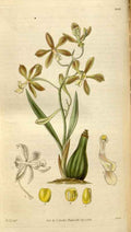 Vintage Victorian Retro Biological Flowers 495028 A4 Photo Print
