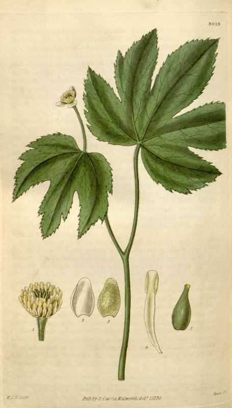 Vintage Victorian Retro Biological Flowers 495046 A4 Photo Print