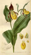 Vintage Victorian Retro Biological Flowers 495061 A4 Photo Print