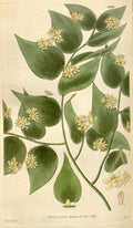 Vintage Victorian Retro Biological Flowers 495076 A4 Photo Print