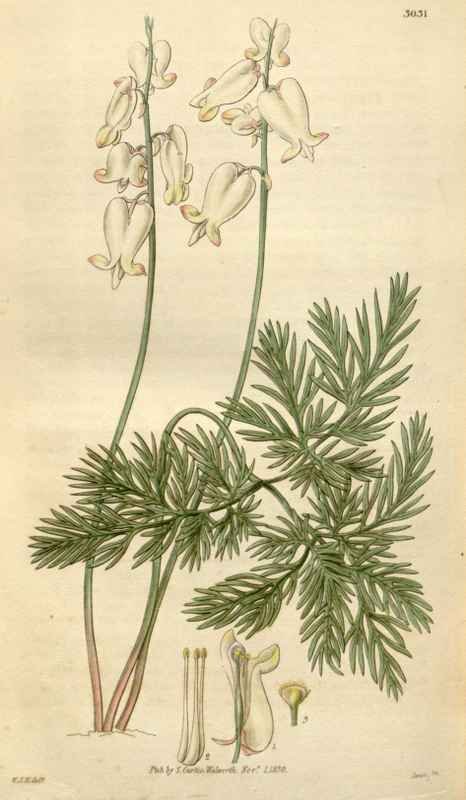 Vintage Victorian Retro Biological Flowers 495082 A4 Photo Print