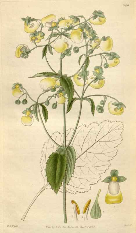 Vintage Victorian Retro Biological Flowers 495097 A4 Photo Print