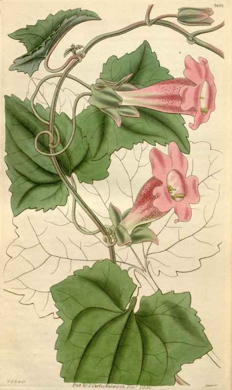 Vintage Victorian Retro Biological Flowers 495100 A4 Photo Print