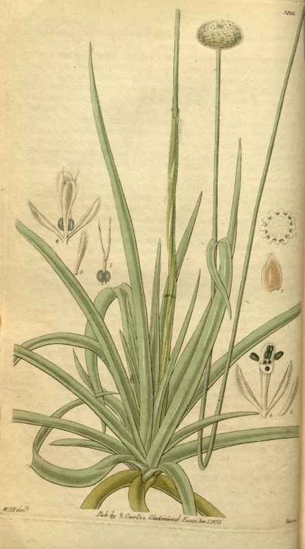 Vintage Victorian Retro Biological Flowers 495118 A4 Photo Print