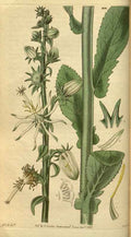 Vintage Victorian Retro Biological Flowers 495124 A4 Photo Print