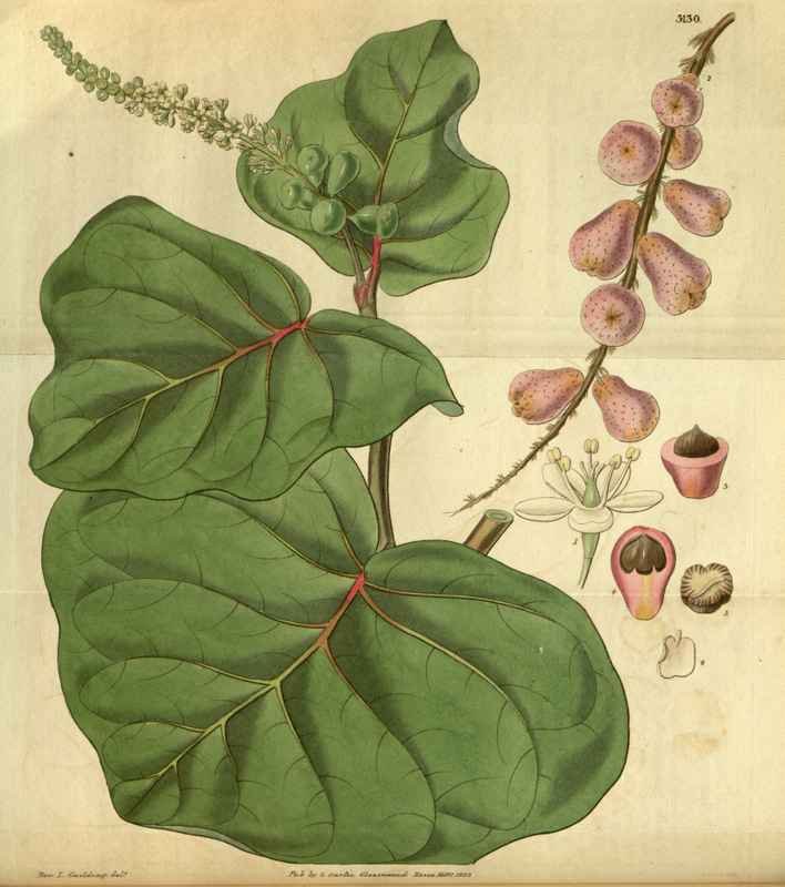 Vintage Victorian Retro Biological Flowers 495130 A4 Photo Print