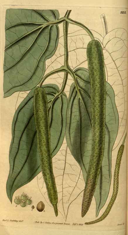 Vintage Victorian Retro Biological Flowers 495136 A4 Photo Print