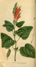 Vintage Victorian Retro Biological Flowers 495145 A4 Photo Print