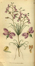 Vintage Victorian Retro Biological Flowers 495148 A4 Photo Print