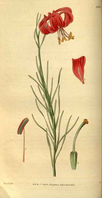Vintage Victorian Retro Biological Flowers 495163 A4 Photo Print