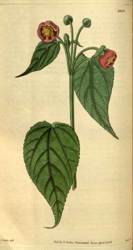 Vintage Victorian Retro Biological Flowers 495197 A4 Photo Print