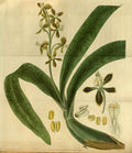 Vintage Victorian Retro Biological Flowers 495200 A4 Photo Print