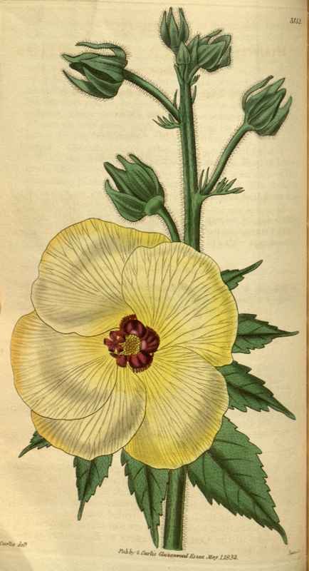 Vintage Victorian Retro Biological Flowers 495203 A4 Photo Print