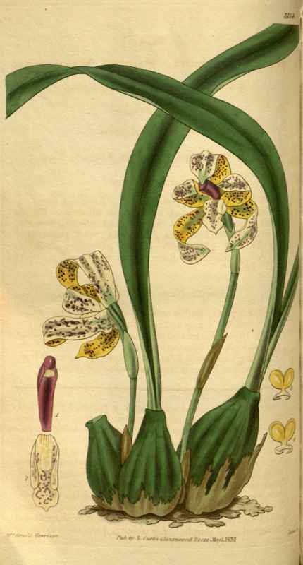 Vintage Victorian Retro Biological Flowers 495209 A4 Photo Print