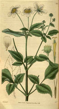 Vintage Victorian Retro Biological Flowers 495212 A4 Photo Print
