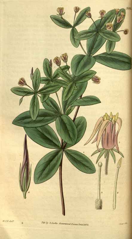 Vintage Victorian Retro Biological Flowers 495230 A4 Photo Print
