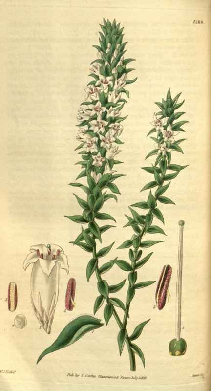 Vintage Victorian Retro Biological Flowers 495251 A4 Photo Print