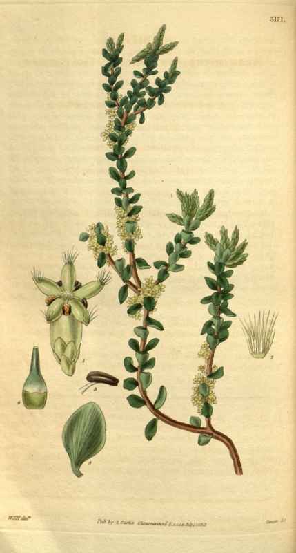 Vintage Victorian Retro Biological Flowers 495260 A4 Photo Print