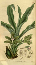 Vintage Victorian Retro Biological Flowers 495266 A4 Photo Print