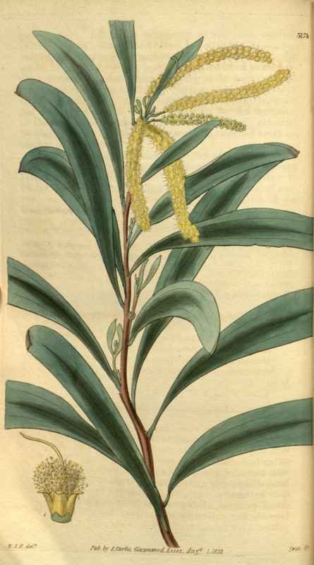 Vintage Victorian Retro Biological Flowers 495269 A4 Photo Print