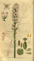 Vintage Victorian Retro Biological Flowers 495280 A4 Photo Print