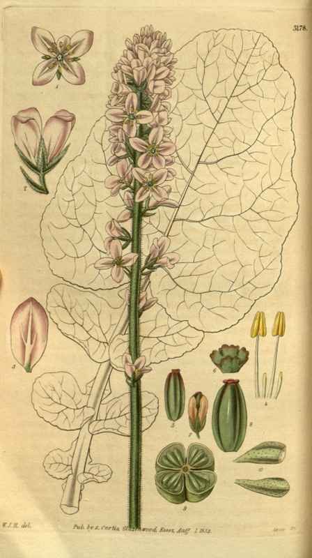 Vintage Victorian Retro Biological Flowers 495280 A4 Photo Print