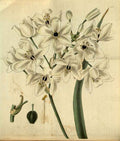 Vintage Victorian Retro Biological Flowers 495283 A4 Photo Print