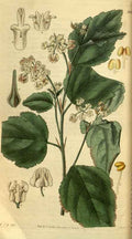 Vintage Victorian Retro Biological Flowers 495292 A4 Photo Print