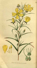 Vintage Victorian Retro Biological Flowers 495295 A4 Photo Print