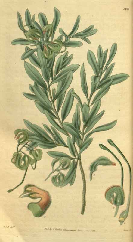 Vintage Victorian Retro Biological Flowers 495301 A4 Photo Print