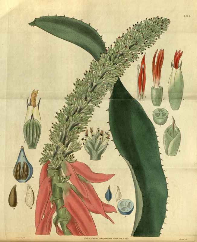 Vintage Victorian Retro Biological Flowers 495304 A4 Photo Print