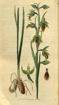 Vintage Victorian Retro Biological Flowers 495307 A4 Photo Print