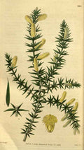 Vintage Victorian Retro Biological Flowers 495332 A4 Photo Print
