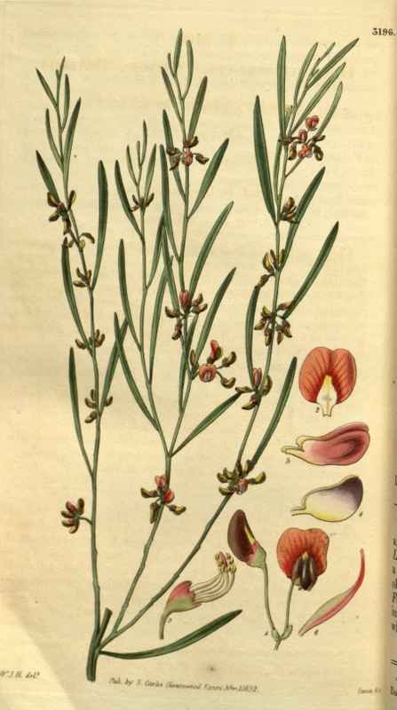 Vintage Victorian Retro Biological Flowers 495335 A4 Photo Print