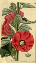 Vintage Victorian Retro Biological Flowers 495341 A4 Photo Print