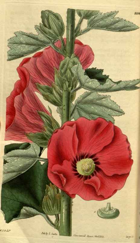 Vintage Victorian Retro Biological Flowers 495341 A4 Photo Print