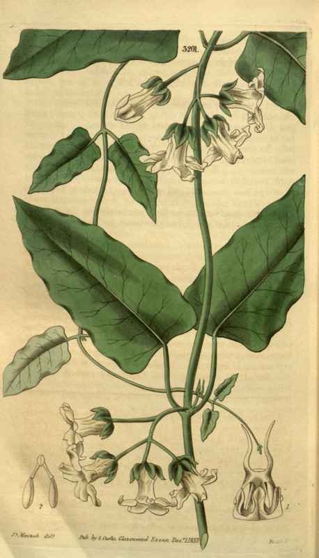 Vintage Victorian Retro Biological Flowers 495356 A4 Photo Print