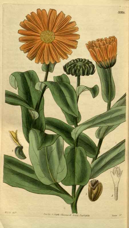 Vintage Victorian Retro Biological Flowers 495365 A4 Photo Print