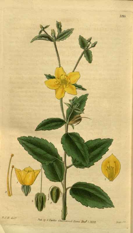 Vintage Victorian Retro Biological Flowers 495368 A4 Photo Print