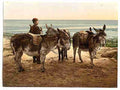Vintage Waiting for a job donkeys A4 Photo Print