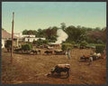 Vintage Weighing sugar cane at mill Cuba A4 Photo Print