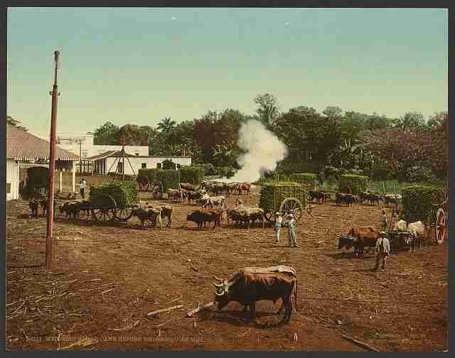 Vintage Weighing sugar cane at mill Cuba A4 Photo Print
