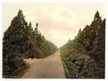 Vintage Wellingtonia Avenue Camberley A4 Photo Print