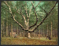 Vintage Wizard tree Cathedral Woods Intervale NH A4 Photo Print